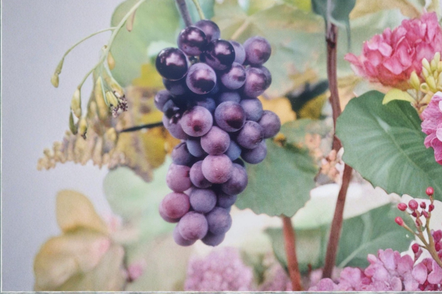Champanel Grape Vine Live Plant – 4-6 ft Climbing Fruit Vine for Garden Trellis and Backyard Vineyard, Vitis spp.