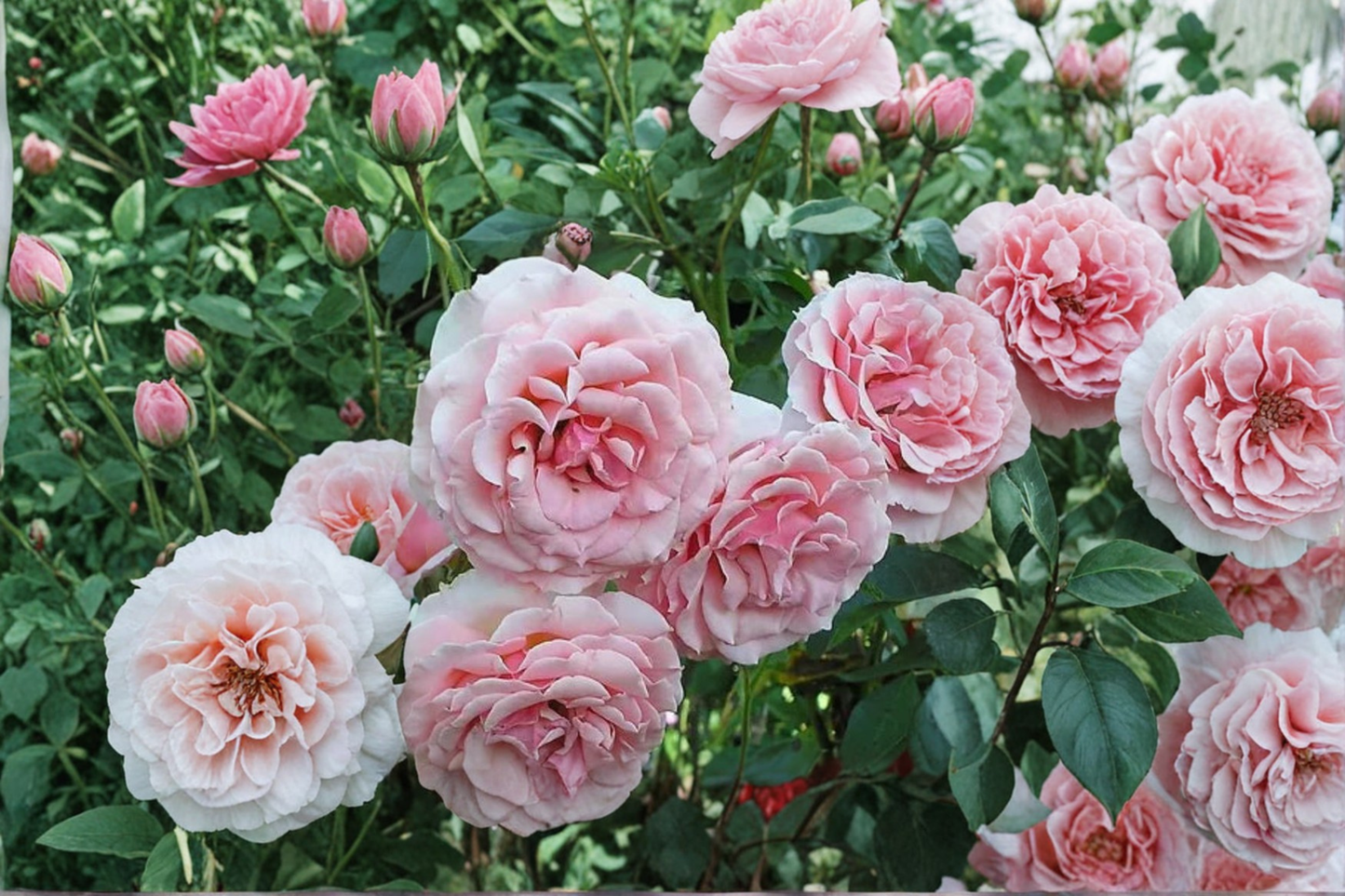 Tournament of Roses Coral Pink Rose Bush 5 Gal Live Plant, Flowering Shrub for Garden & Landscape, Rosa spp.