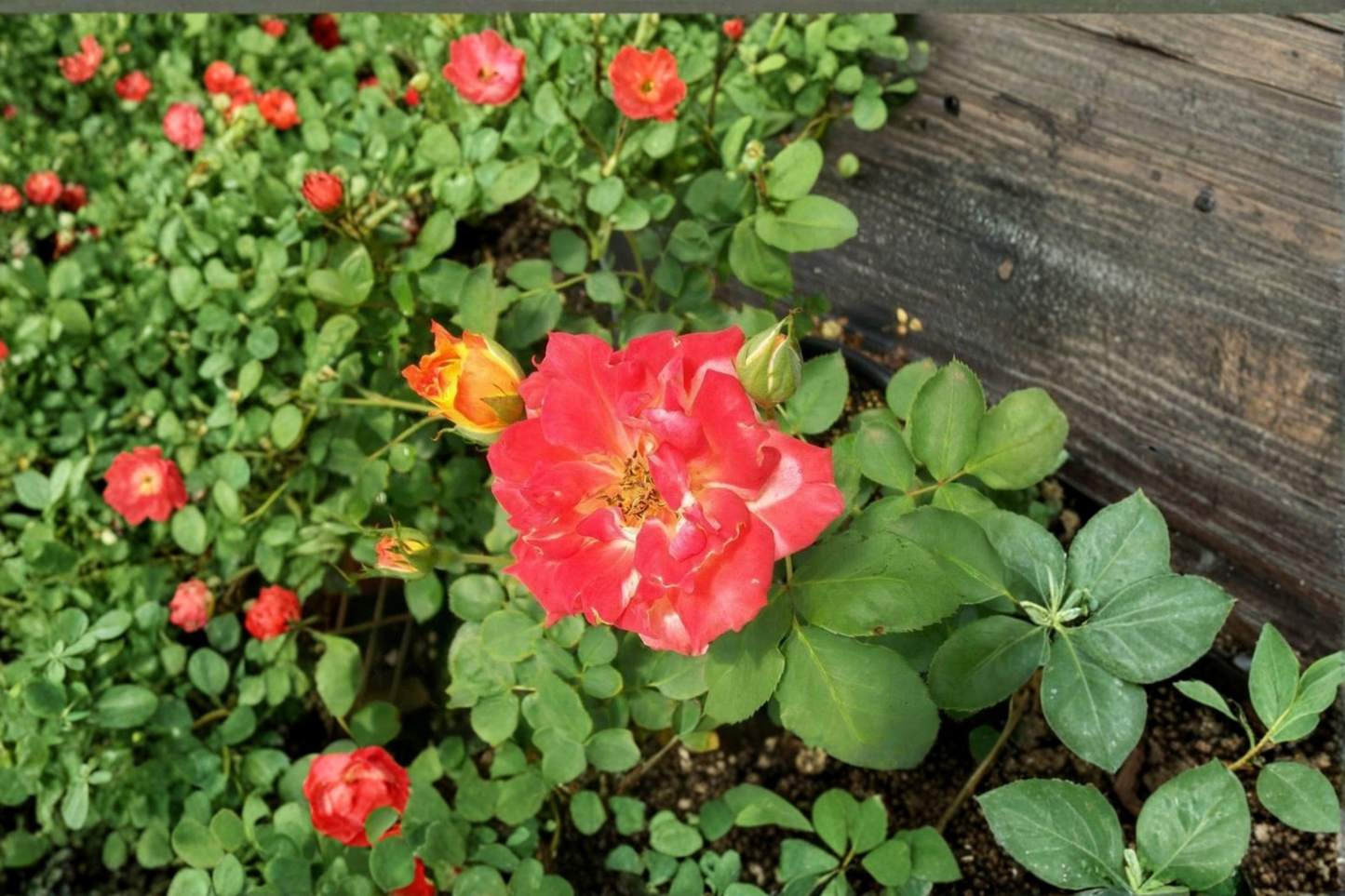 Pinata Yellow Orange Rose Bush 5 Gal Live Plant Bicolor Flowering Shrub Outdoor Garden