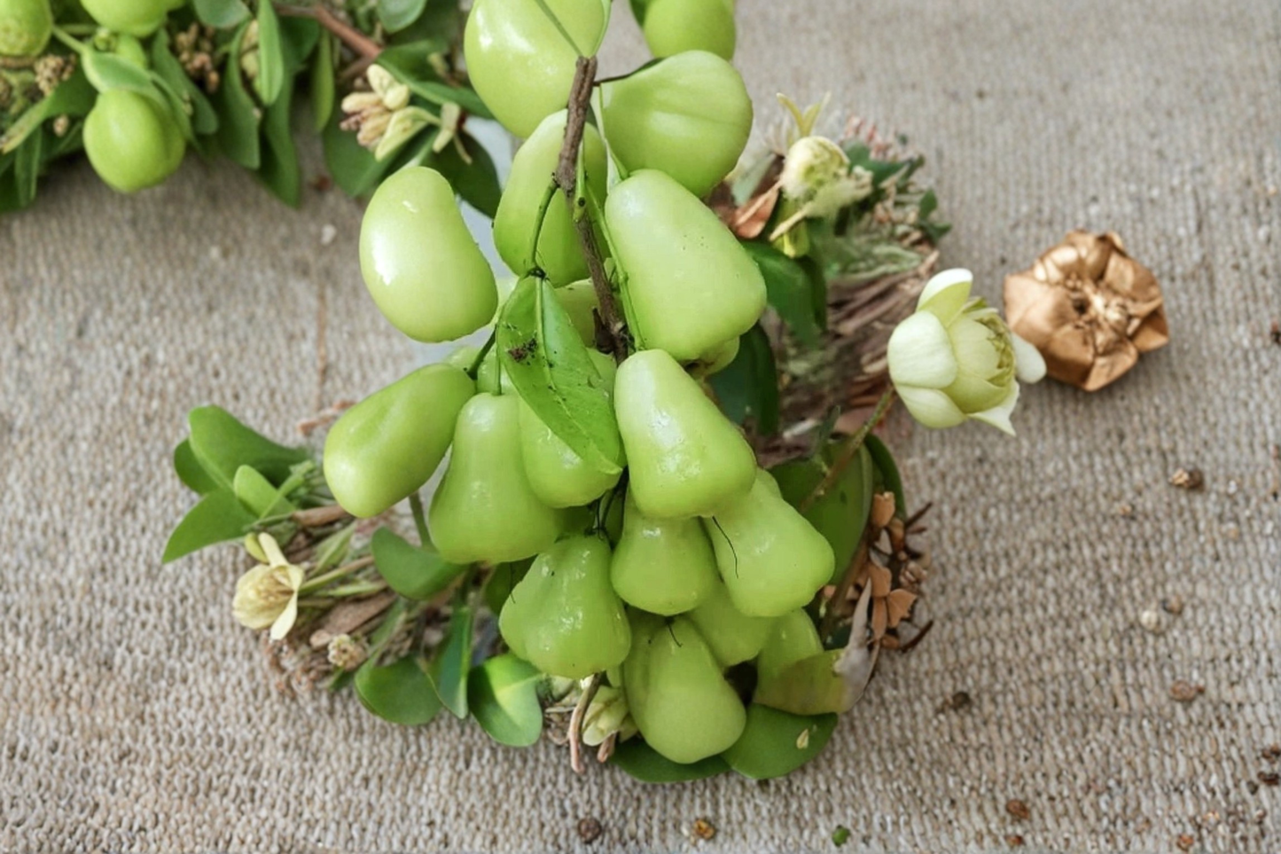 Green Wax Apple Tree Live Plant, 3-Gallon Pot, Syzygium samarangense, Tropical Fruit Tree, Edible Green Fruit