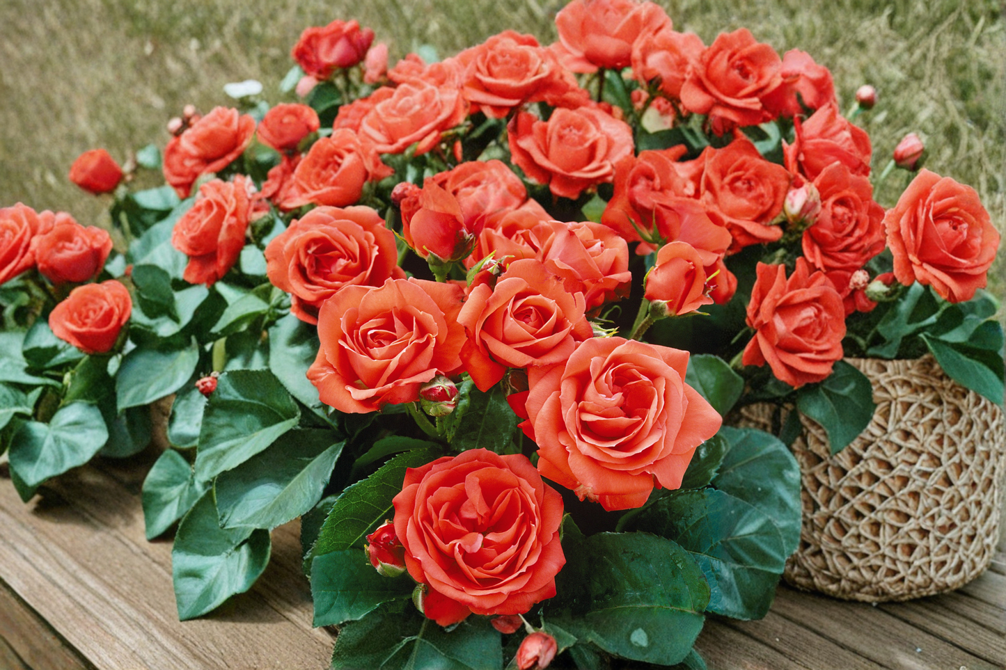 Impatiens Floribunda Rose Bush 2 Gal Live Plant Orange Red Flowering Shrub for Garden Landscape