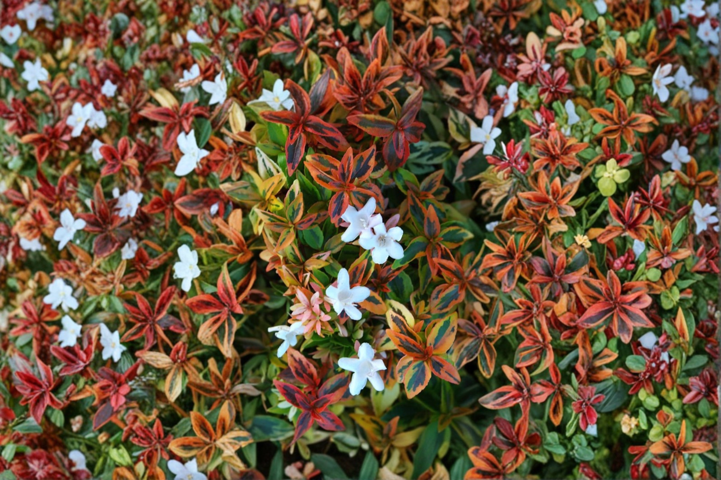 Kaleidoscope Abelia Shrub 3 Gal Live Plant Variegated Evergreen Hedge Foliage Landscape Garden