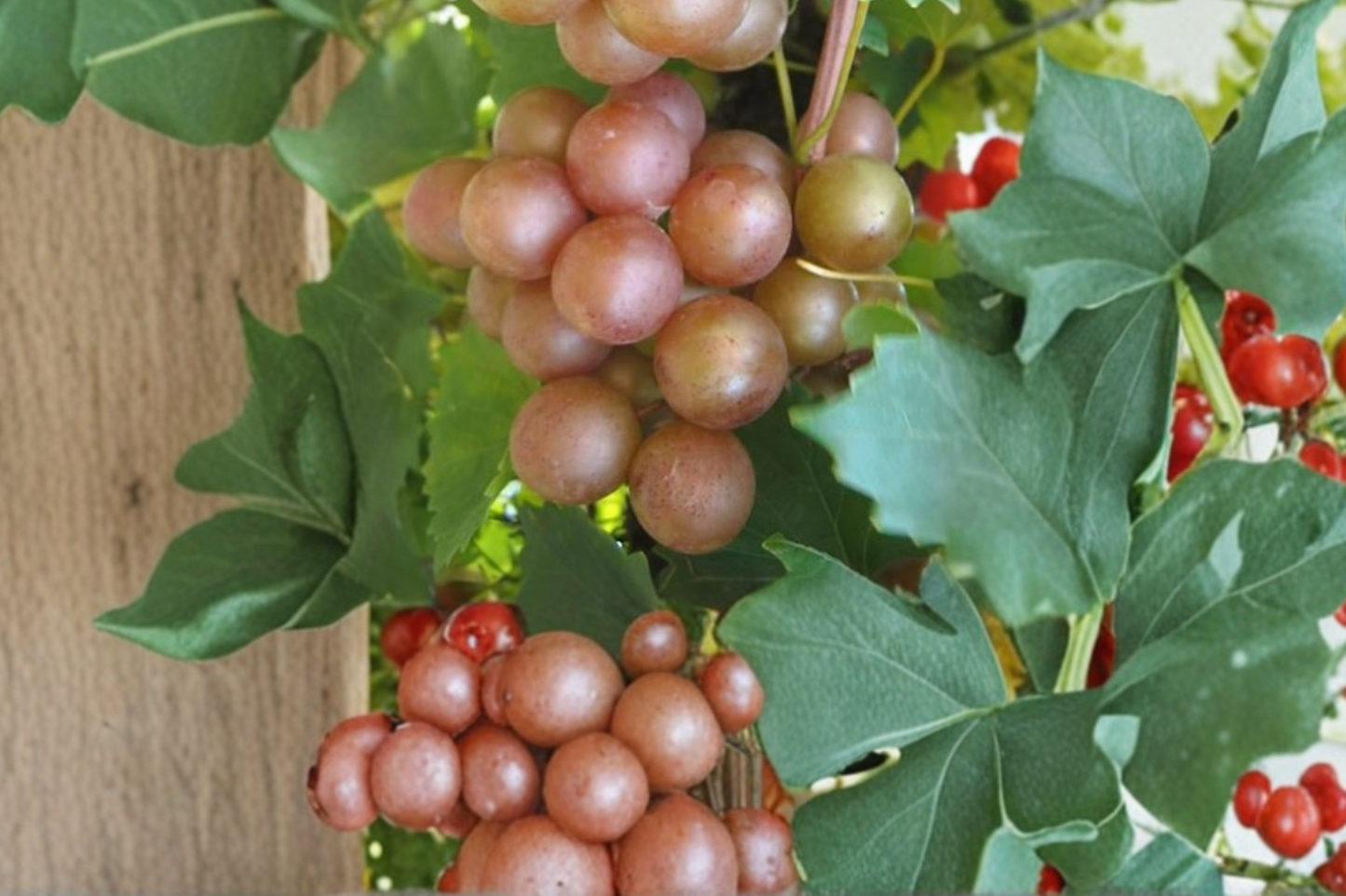 Live Summit Muscadine Grape Vine 3 Gal | Bronze Fruit Producing Climbing Vine Vitis rotundifolia