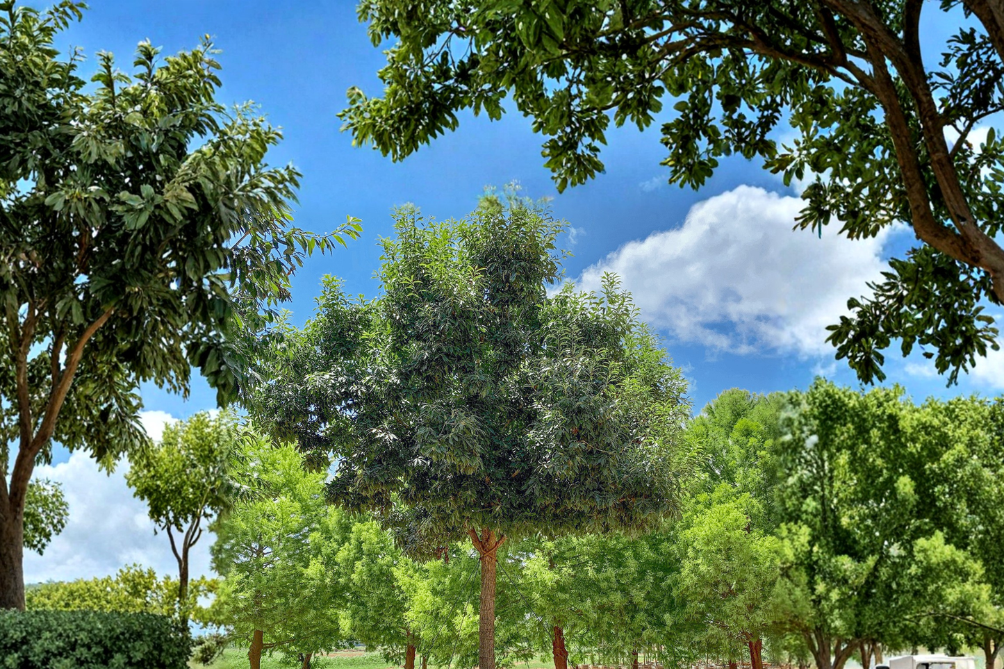 Chinquapin Oak Tree 4-6 Ft Live Plant, Deciduous Shade Tree, Quercus muehlenbergii, Native Landscape Tree
