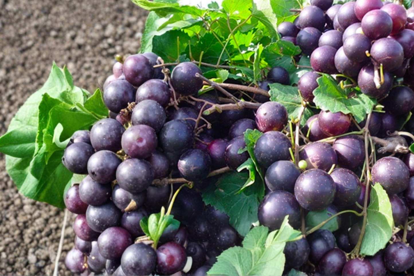 Black Lane Muscadine Grape Vine Live Plant, 2 Gallon, Climbing Fruit Vine for Garden and Vineyard, Vitis rotundifolia