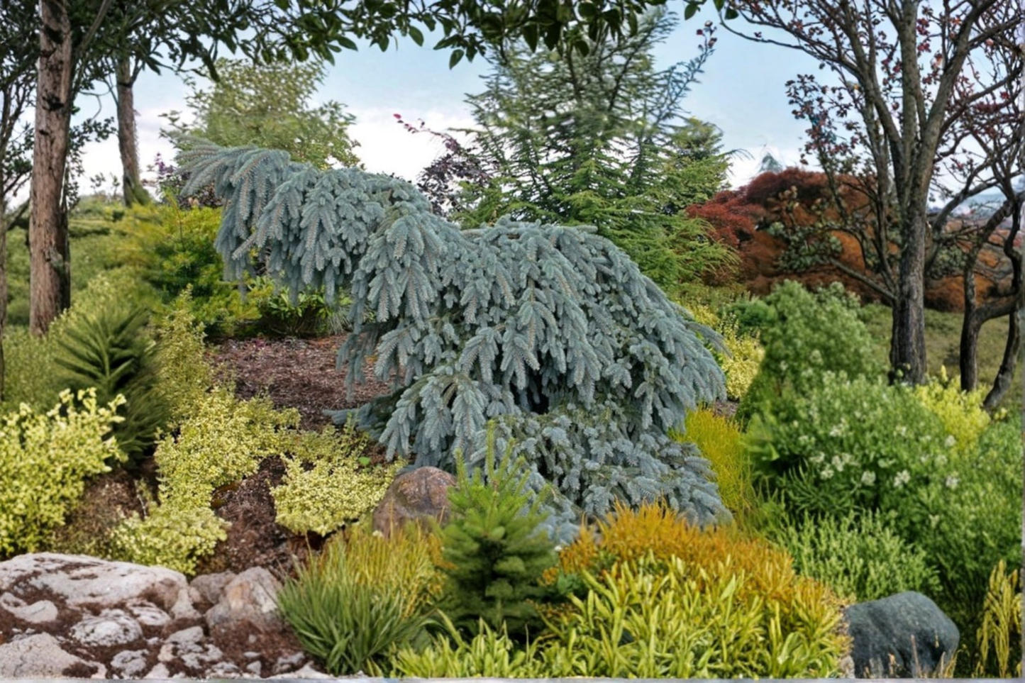 Colorado Blue Spruce Live Plant β 10 Inch Weeping Picea pungens Evergreen for Garden & Landscape