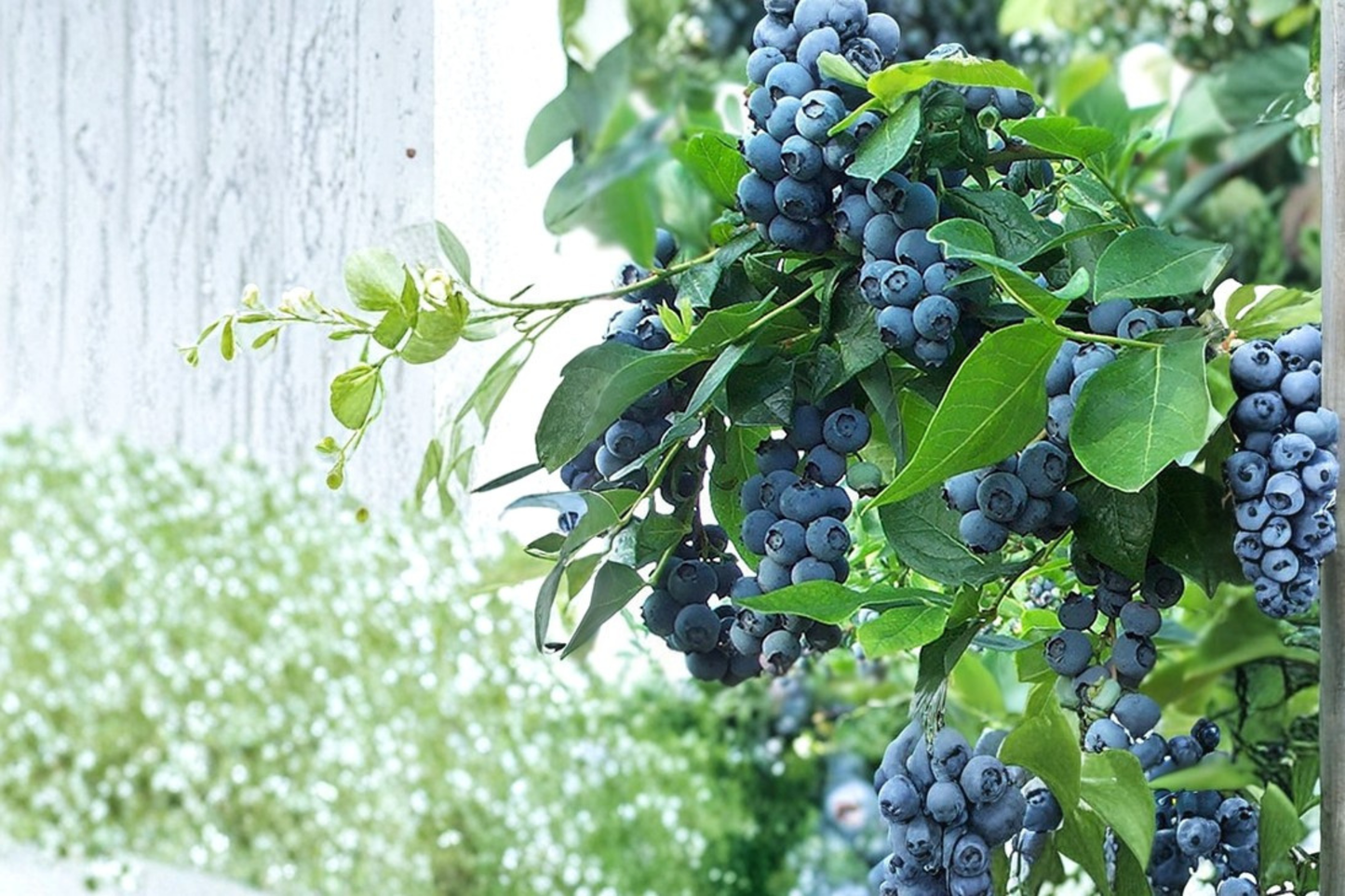 Blueberry Plant - 1 Gallon Rabbiteye Vaccinium ashei Live Bush for Garden, Fruit Production, Full Sun