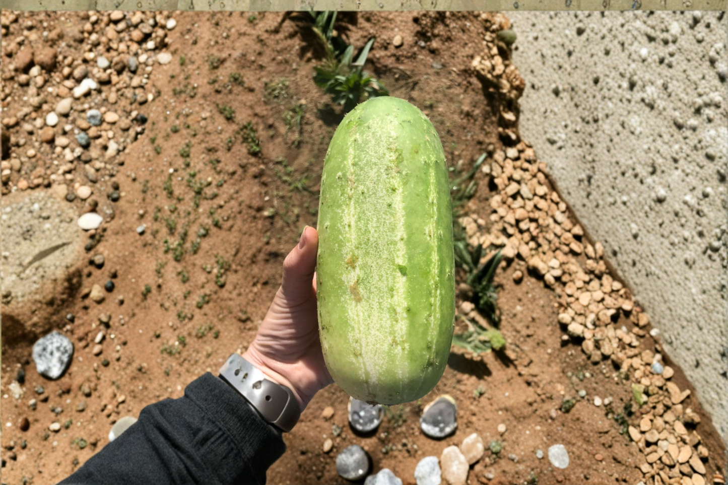 Giant Cucumber Tree Seeds 15 Pack Magnolia acuminata Ornamental Tree for Outdoor Garden Planting