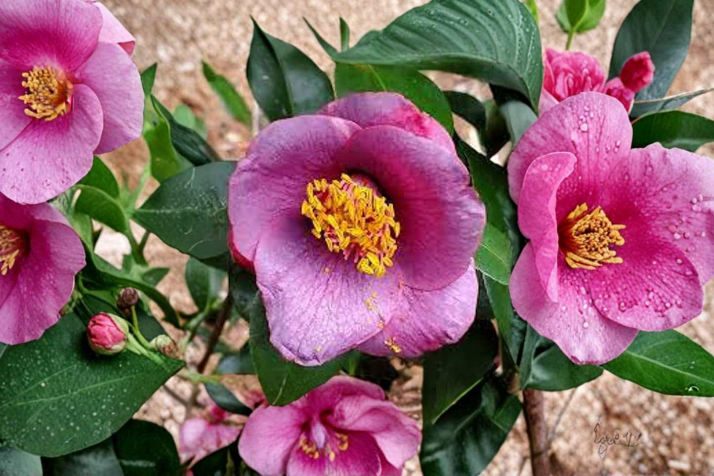 Japanese Camellia ‘Grape Soda’ 3 Gallon Evergreen Flowering Shrub Camellia japonica Deep Red