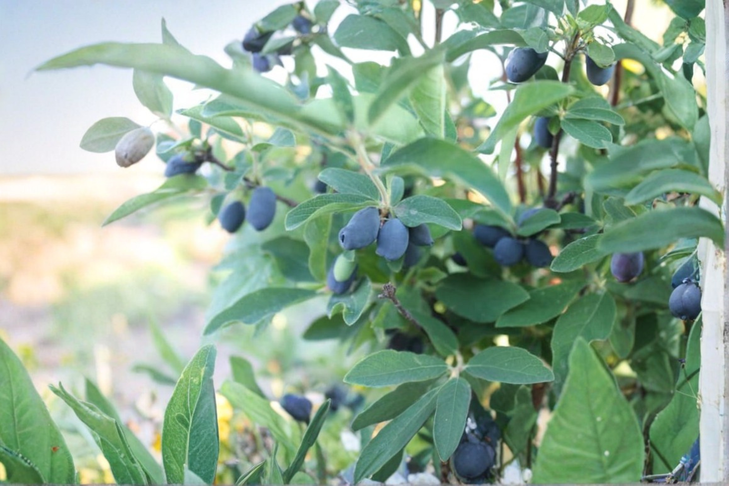 Blue Velvet Honeyberry Plant – 1 Gallon Potted Fruit Bearing Shrub Lonicera caerulea 'Blue Velvet'