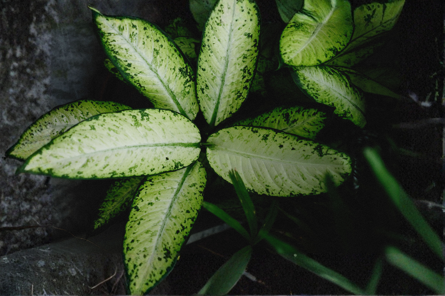 Dieffenbachia 'Camouflage' Live Plant in 4 Inch Pot - Rare Tropical Houseplant