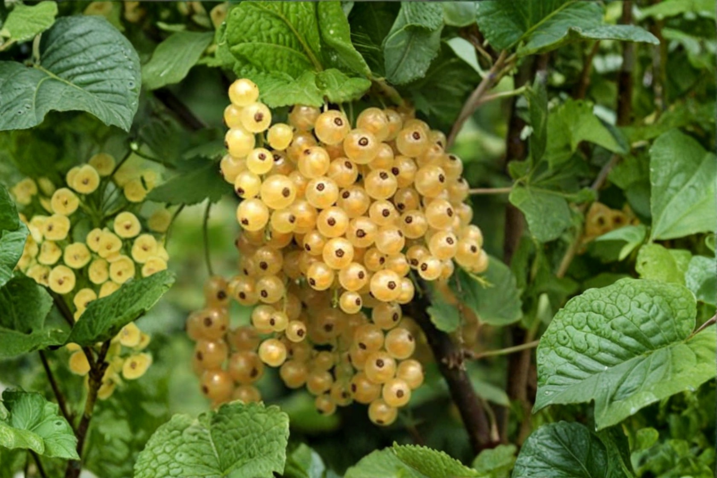 White Currant Live Plant – Zitavia Ribes rubrum ‘Zitavia’ – Upright Berry Shrub for Edible Garden