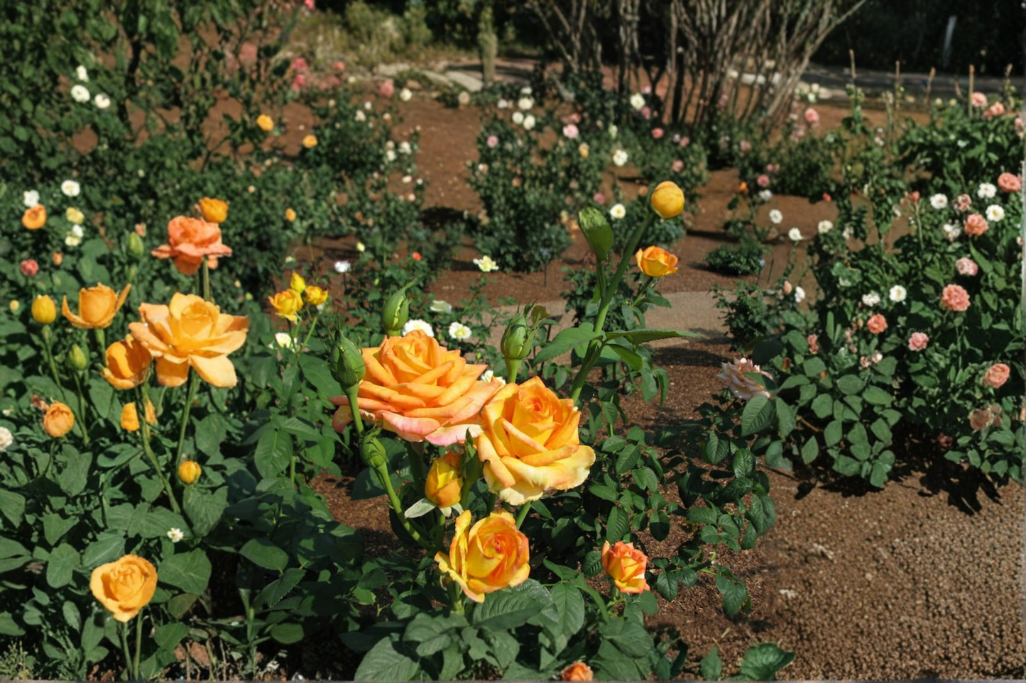 Gold Medal Grandiflora Rose Live Plant, 3-Gallon Container, Yellow-Orange Blooms, Flowering Shrub for Garden, Landscape, Outdoor