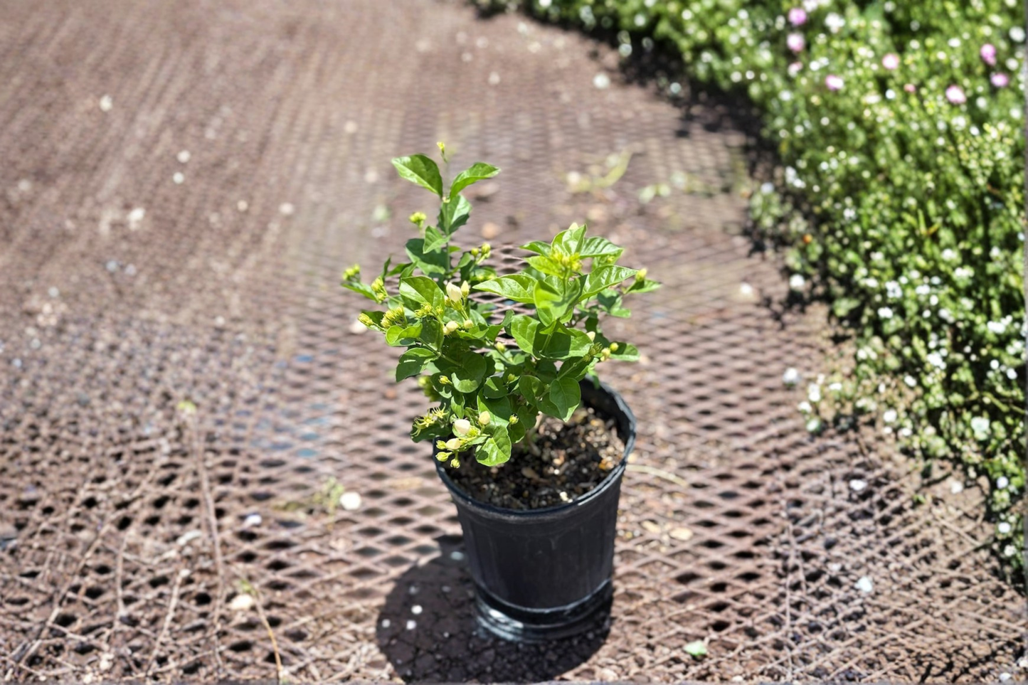 Arabian Jasmine Live Plant, 1 Gallon Sambac Jasmine, Fragrant White Flowers, Indoor Outdoor Tropical Flowering Plant