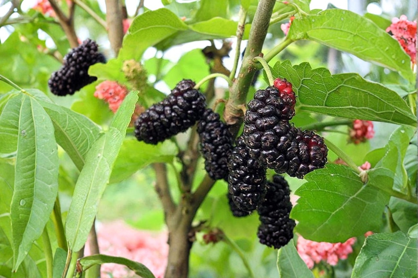Illinois Everbearing Mulberry Tree Live Plant – 1 Gallon Pot, Fruit-Bearing, Morus alba × rubra