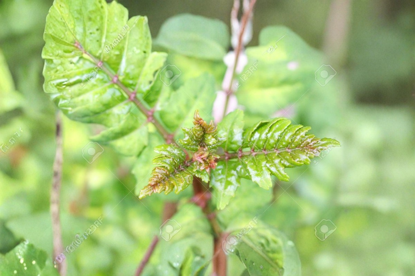 Japanese Sansho Pepper Tree Live Plant – 8-10 Inch Zanthoxylum piperitum Culinary Herb Tree