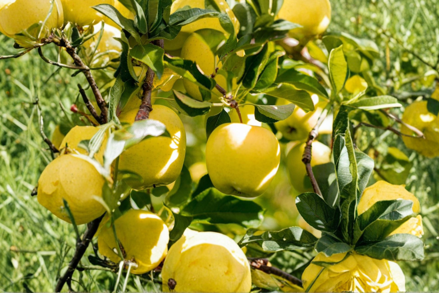 Golden Delicious Apple Tree β 4-6 Ft Live Fruit Tree, Malus domestica for Orchard & Garden