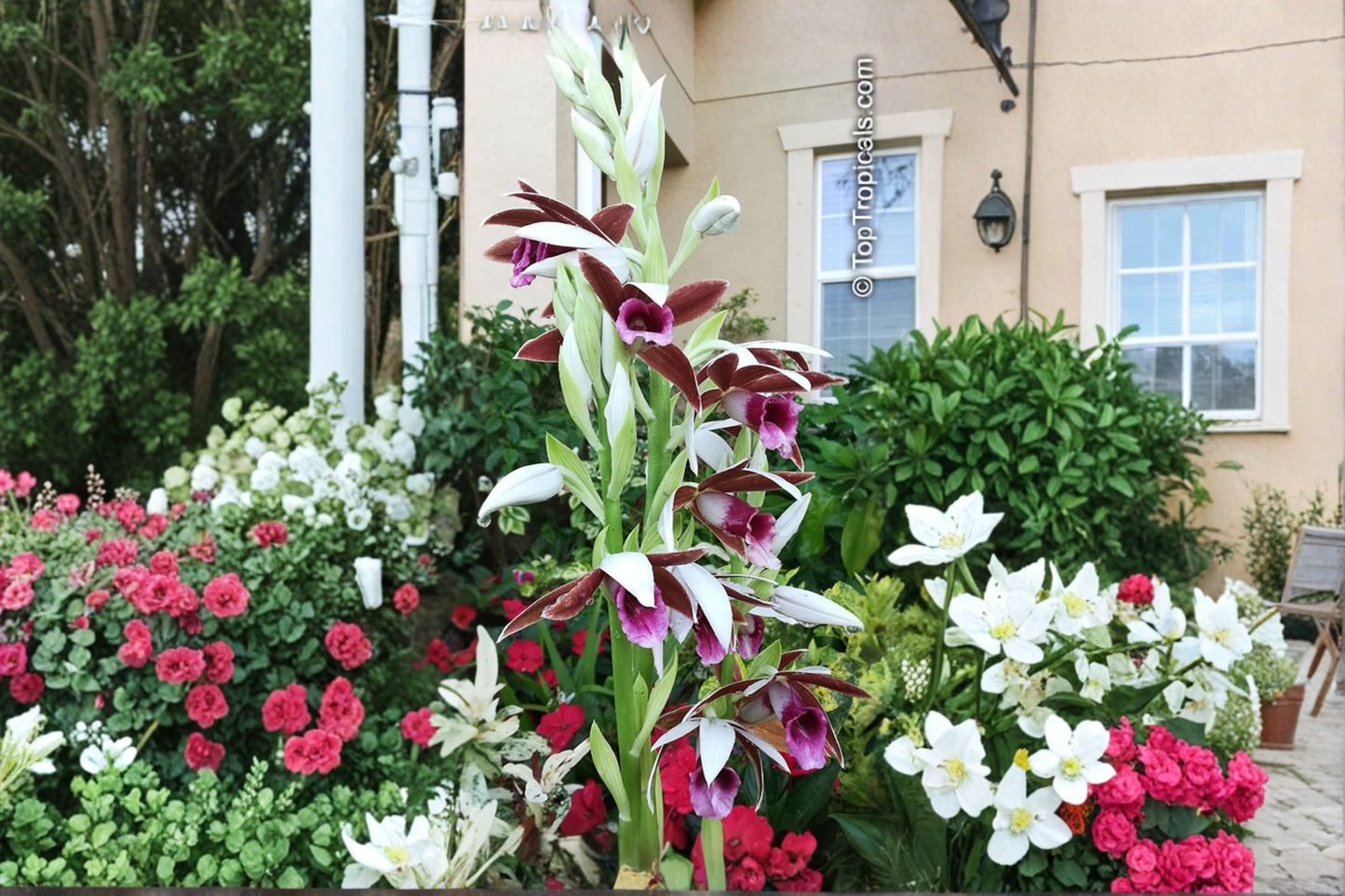 Nun Orchid Live Starter Plant – Phaius tankervilleae with Pink Brown Tropical Blooms