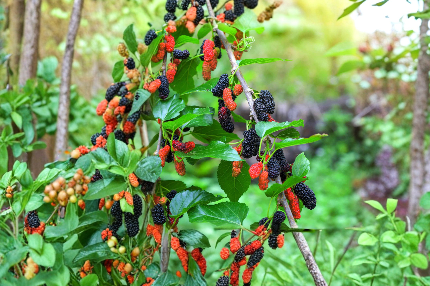 Fruiting Mulberry Tree Live Plant 4–6 Ft Morus spp. Deciduous Fruit Tree for Garden & Orchard
