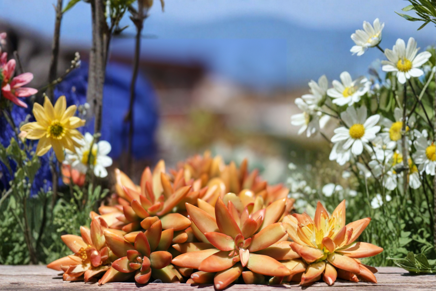 Rare Graptosedum Live Succulent Cutting 3 Inches – Unrooted Indoor Outdoor Plant
