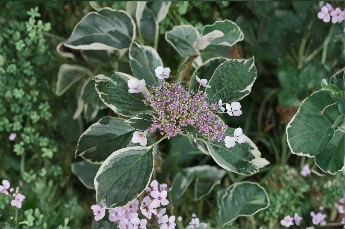 Variegated Hydrangea Mariesii Live Plant – 2 Gallon Pot, Pink & Blue Lacecap Flowers, Variegated Foliage, Shade Garden Shrub, Hydrangea macrophylla