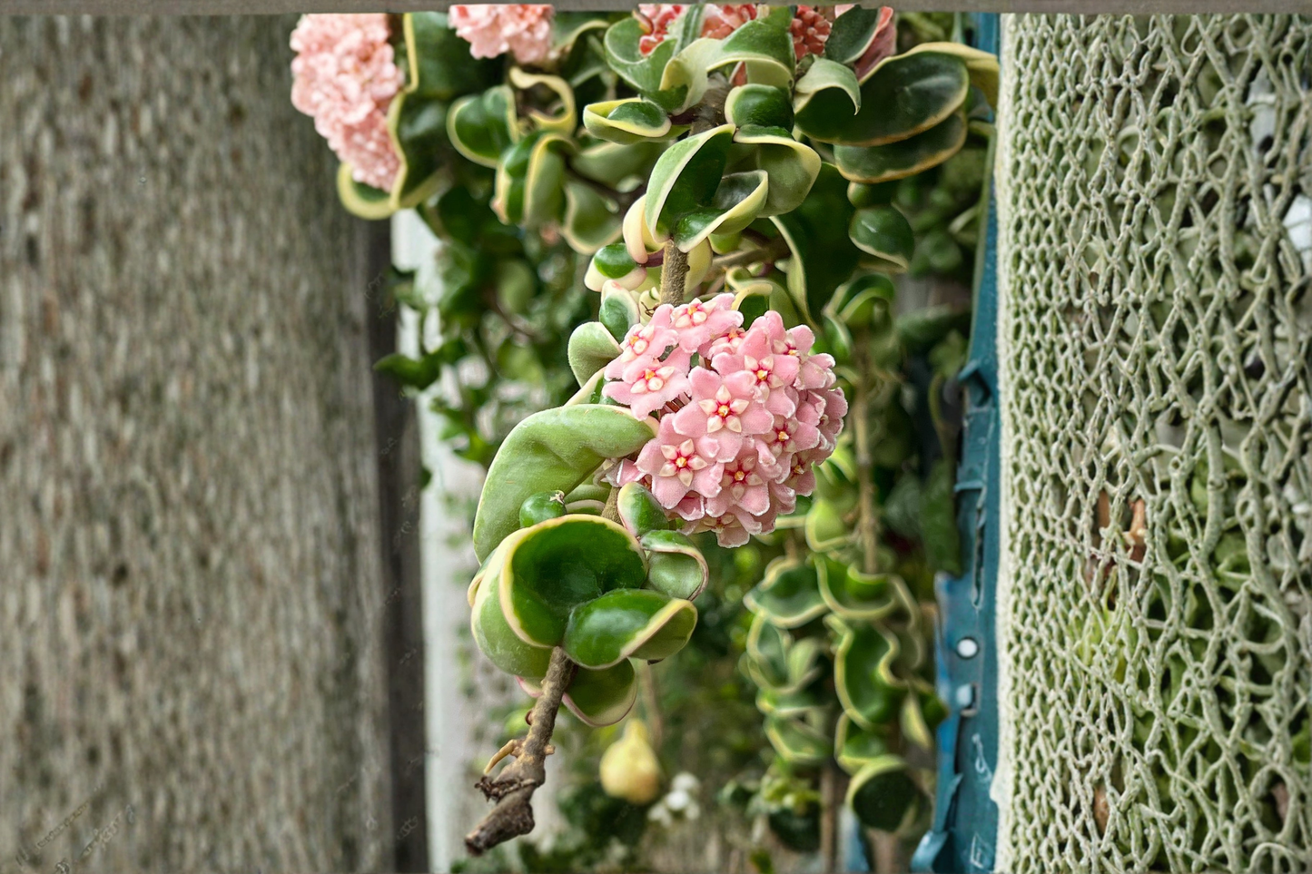 Variegated Hoya Compacta Plant | Rooted Hindu Rope Houseplant | Indoor Trailing Wax Plant | Hoya carnosa ‘Compacta Variegata’