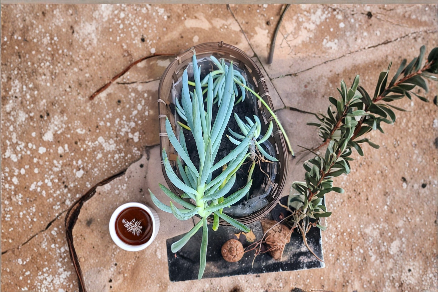 Blue Chalk Sticks Succulent Cutting | Senecio mandraliscae Live Plant Stem for Propagation, Drought Tolerant, Rock Garden, Container