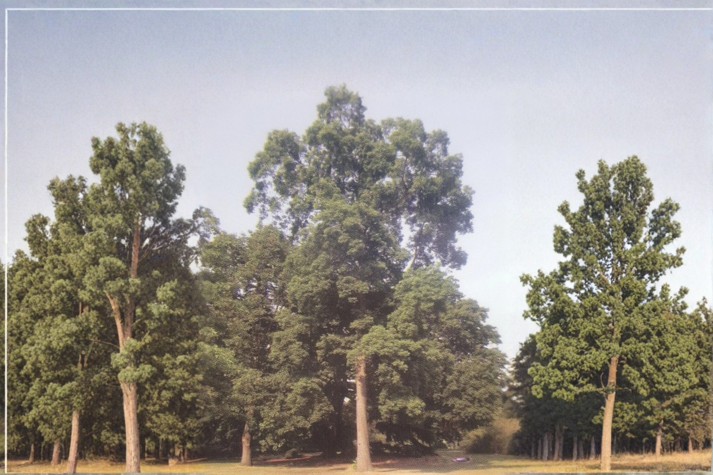 Choctaw Pecan Tree Live Plant 4–6 Ft Bare Root Nut Tree, Paper Shell Carya illinoinensis for Home Garden Orchard