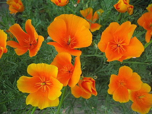 California Poppy Seeds – Eschscholzia californica Wildflower, 50 Non-GMO Perennial Seeds for Pollinator Gardens and Native Landscapes