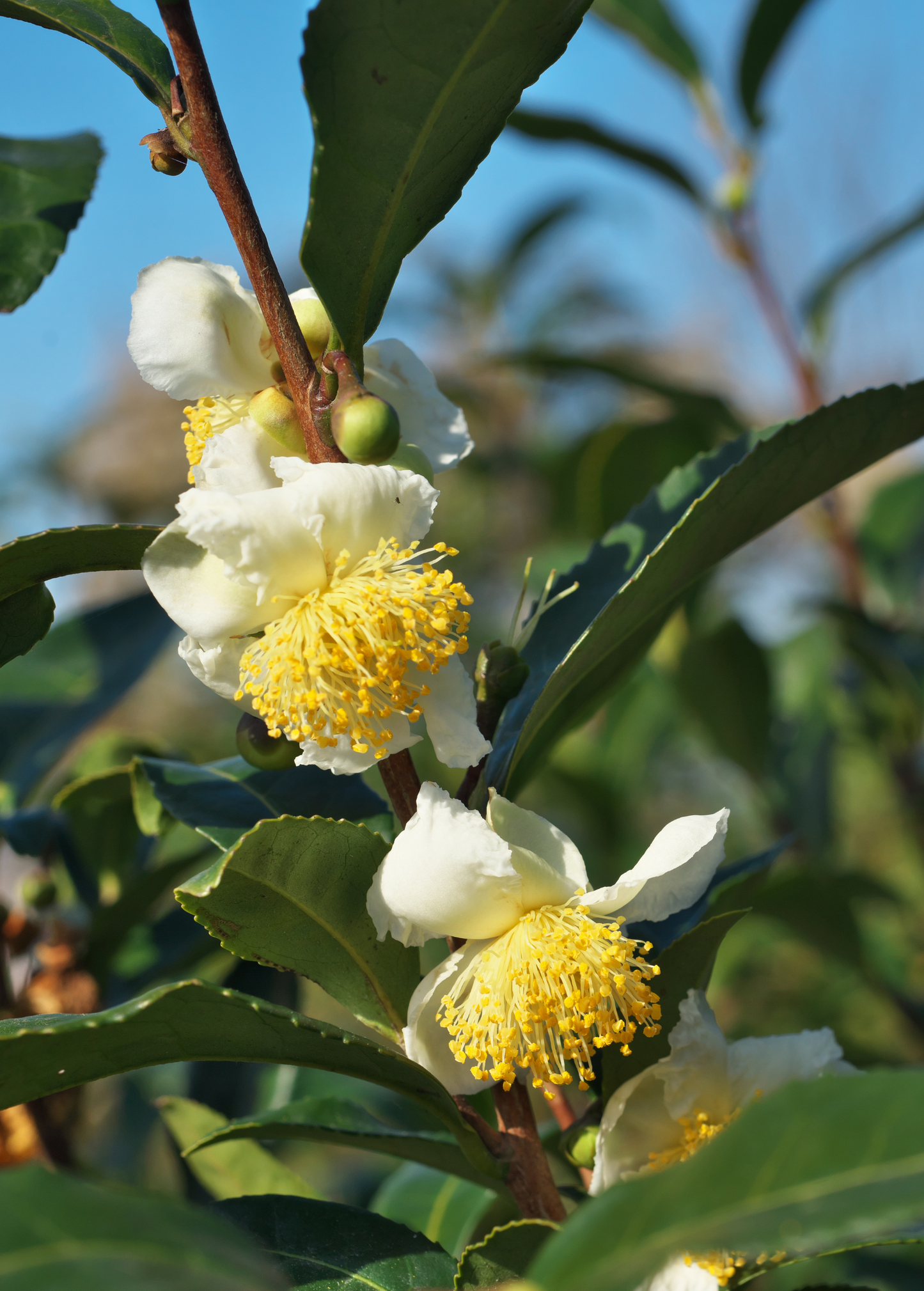 Green Tea Plant Camellia sinensis - Small Evergreen Shrub for Tea & Ornamental Use