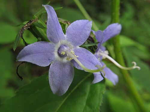500 Campanula americana Seeds | Tall Bellflower Native Perennial Wildflower | Pollinator-Friendly Garden Plant