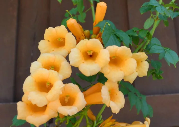 Live Yellow Trumpet Creeper Vine Plant in Pot β Campsis Radicans Climber for Fences & Arbors, Hummingbird Magnet, Hardy Perennial