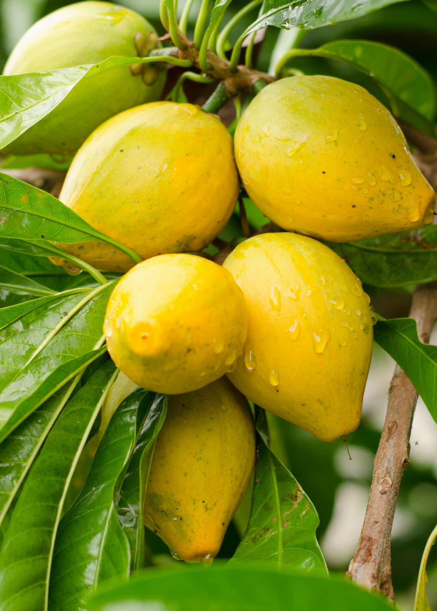 Canistel Seedling Pouteria campechiana Tropical Fruit Tree for Gardening, Eggfruit, Yellow Sapote