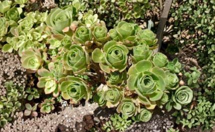 Unrooted Succulent Cutting - Aeonium balsamiferum Green Rosette for Propagation and Collection