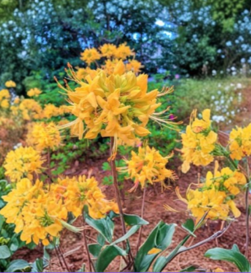 Gold Strike Aromi Azalea Starter Plant - Deciduous Rhododendron Hybrid with Bright Yellow Flowers, Small Dormant Shrub