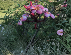 Pink Plumeria Cutting 10 Inch Rooted Single Head Plumeria rubra Tropical Flowering Ornamental