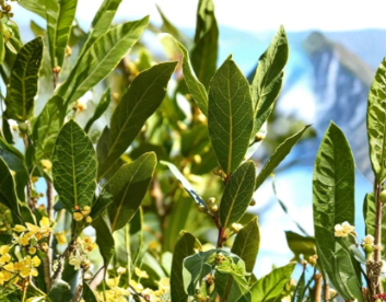 Bay Laurel Cuttings 10 Inch Unrooted Bundle of 6 Laurus nobilis Evergreen Shrubs for Propagation