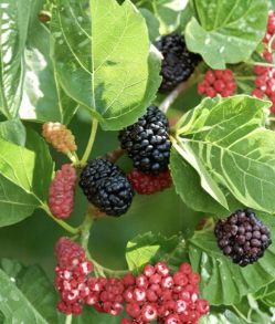 Dwarf Everbearing Mulberry Cuttings 15 Pack, 6-8 Inches, Morus spp., Fruit Tree Propagation, Container & Garden Planting