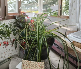 Variegated Spider Plant Cuttings - Bare Rooted Houseplant Starters, Chlorophytum comosum, Indoor Container or Hanging Planter
