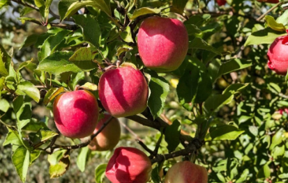 Unrooted Plum Tree Cuttings – Organic Fruit Tree Propagation – Prunus spp. for Garden or Container Growing