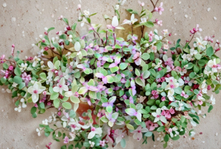 Pink Lady Callisia Repens Turtle Vine Live Cuttings - Trailing Houseplant with Pink, Green, Cream Foliage