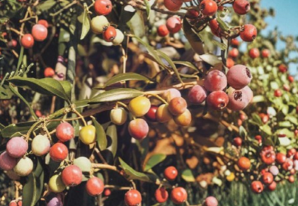 Arbequina Olive Tree Live Rooted Starter Plant – Compact Olea europaea for Containers & Garden