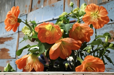 Lucky Lantern Tangerine Abutilon Starter Plant, Flowering Maple, Compact, Abutilon ‘Lucky Lantern Tangerine’