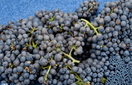Pinot Noir Grape Vine Cuttings | Unrooted Vitis vinifera for Propagation | Climbing Fruit Plant in Well-Draining Soil
