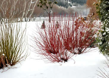 Red Twig Dogwood Cuttings Cornus Amomum - Set of 40 Live 10 Inch Shrub Cuttings for Outdoor Propagation
