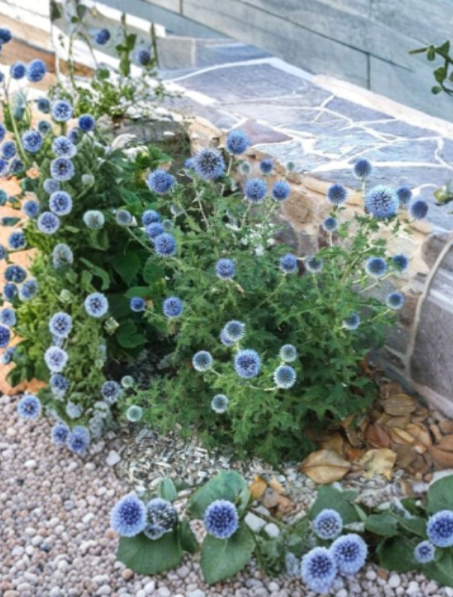Echinops Blue Glow Live Rooted Plug Plant – Globe Thistle Perennial with Blue Spherical Flowers, Silvery Green Foliage