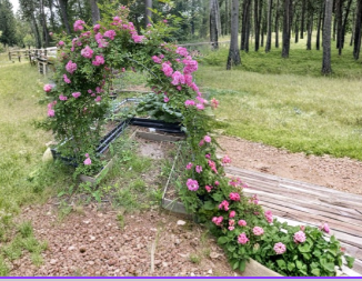 Peggy Martin Rose Cuttings Pink 10 Pack - 10 Inch Unrooted Hardy Climbing Garden Roses