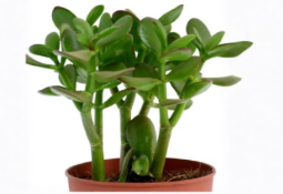Jade Plant Succulent Cuttings Set of 20 | Crassula ovata Green 2-5 Inch Stems for Propagation