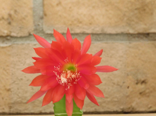 Epiphyllum Orchid Cactus Cutting - Unrooted Stem with Orange Red Blooms, Trailing Hybrid, Perennial, for Propagation