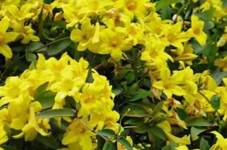 Yellow Crossvine Rooted Starter Plant Bignonia capreolata Climbing Flowering Vine for Trellis Garden